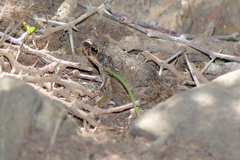 Duttaphrynus dhufarensis