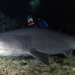Bluntnose Sixgill Shark - Photo (c) Neil McDaniel, some rights reserved (CC BY-NC), uploaded by Neil McDaniel