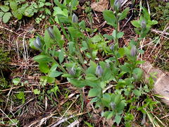 Mertensia paniculata
