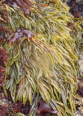 Pelvetiopsis limitata