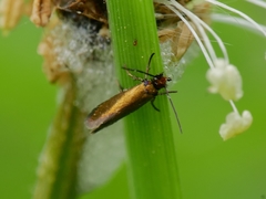 Micropterix aruncella