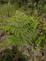 Pteridium aquilinum decompositum