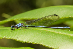 Argia medullaris