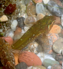 Oligocottus snyderi