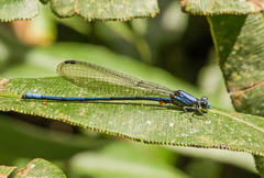 Argia medullaris