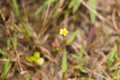 Linum trigynum