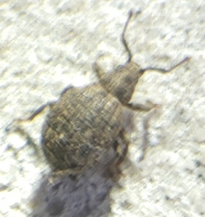 Myosides seriehispidus