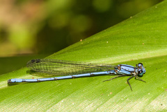 Argia medullaris