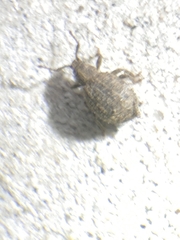 Myosides seriehispidus