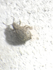 Myosides seriehispidus