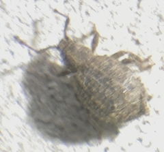 Myosides seriehispidus