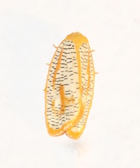 Templemania rhythmogramma