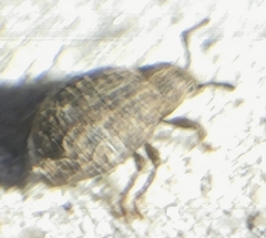 Myosides seriehispidus