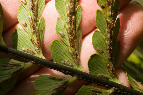 Speenwort (Asplenium caudatum)