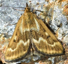 Pyrausta limbopunctalis