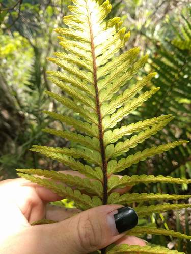 Asplenium horridum