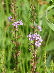 Lythrum alatum alatum