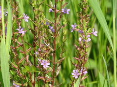 Lythrum alatum alatum