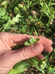 Valerianella radiata