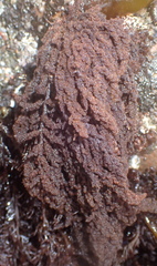 Callithamnion pikeanum