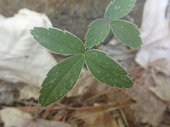 Fragaria virginiana glauca