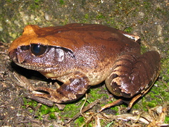 Mixophyes carbinensis