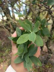 Wikstroemia oahuensis