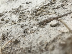 Ophisops elegans centralanatoliae