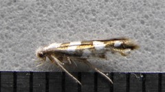 Argyresthia calliphanes