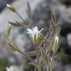 Sabulina nuttallii