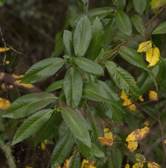 Caldcluvia paniculata
