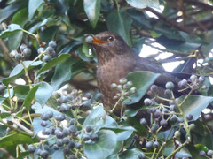 Turdus merula