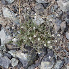 Sabulina nuttallii