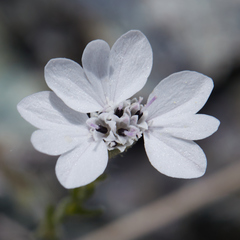 Blepharipappus scaber