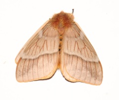 Lemaireodirphia lasiocampina