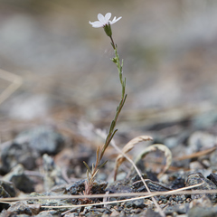 Blepharipappus scaber