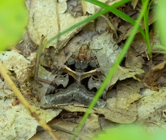 Drasteria grandirena