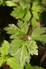 Phytomyza ranunculi