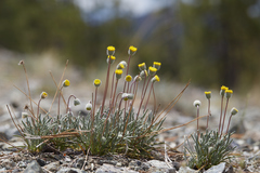 Erigeron bloomeri