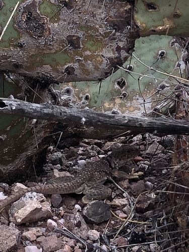 Eastern Collared Lizard