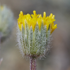 Erigeron bloomeri