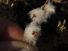 Eriocephalus punctulatus