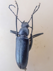 Stenochidus