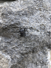 Chondrina