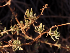 Eriocephalus punctulatus