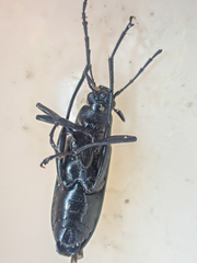 Stenochidus