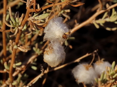 Eriocephalus punctulatus