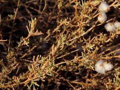 Eriocephalus punctulatus