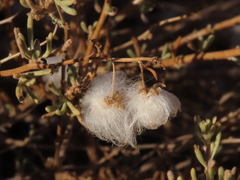 Eriocephalus punctulatus