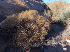 Eriocephalus punctulatus